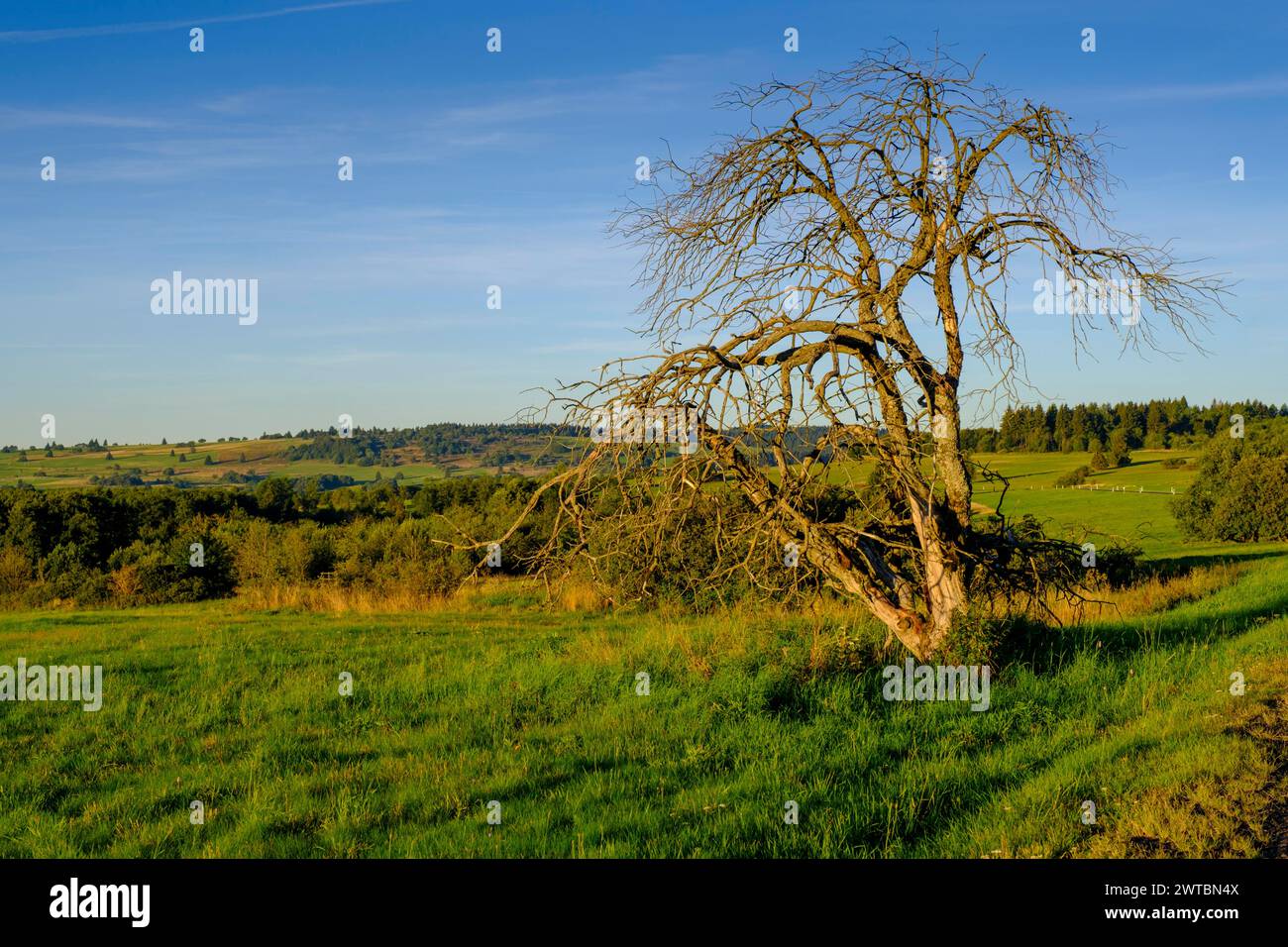 Withered Tree, Hochrhoenstraße, UNESCO Biosphärenreservat, in der Nähe von Hausen, Rhoen, Bayerisches Rhoen, Rhoen, Unterfranken, Bayern, Deutschland Stockfoto