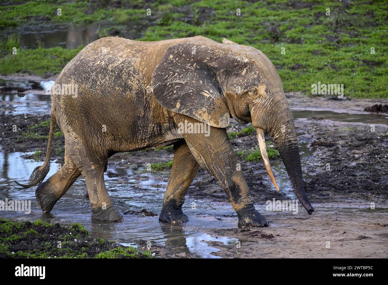 Afrikanischer Waldelefant (Loxodonta cyclotis) in der Waldlichtung Dzanga Bai, Dzanga-Ndoki Nationalpark, UNESCO-Weltkulturerbe Dzanga-Sangha Stockfoto