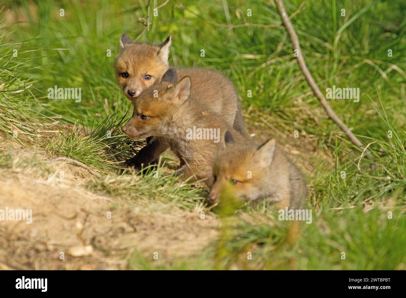 Rotfuchs (Vulpes vulpes), zwei junge Füchse, die auf einer sonnigen Wiese spielen Stockfoto