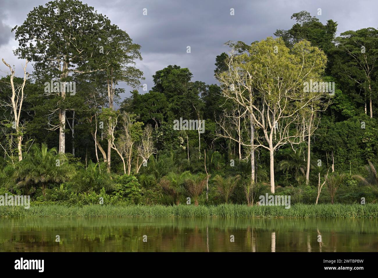 Landschaft entlang des Flusses Sangha, Dschungelriesen, Kongo-Becken, Dzanga-Sangha Komplex von Schutzgebieten (DSPAC), Präfektur Sangha-Mbaere, Zentrum Stockfoto