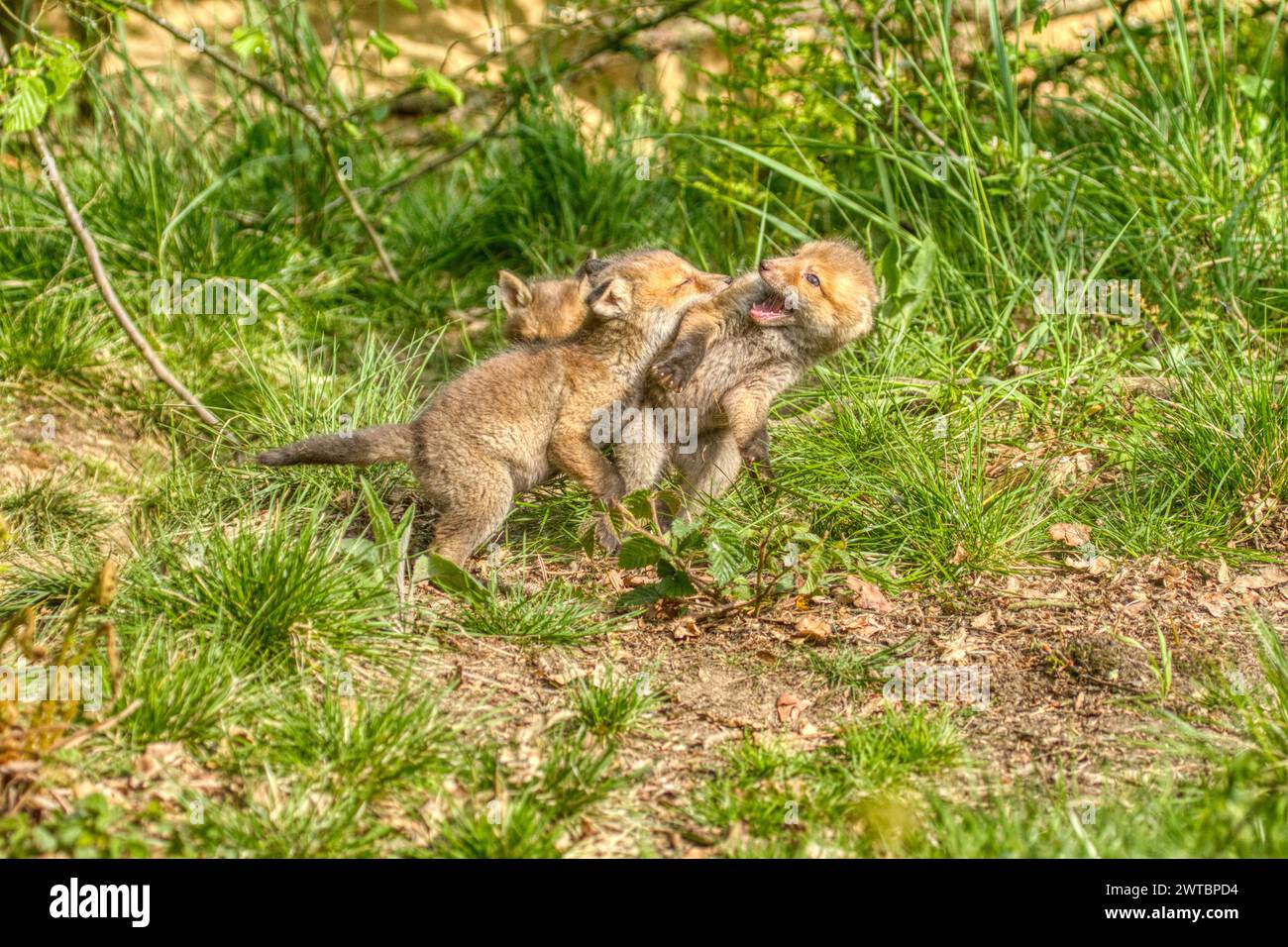 Rotfuchs (Vulpes vulpes), drei junge Füchse spielen zusammen in der Natur Stockfoto