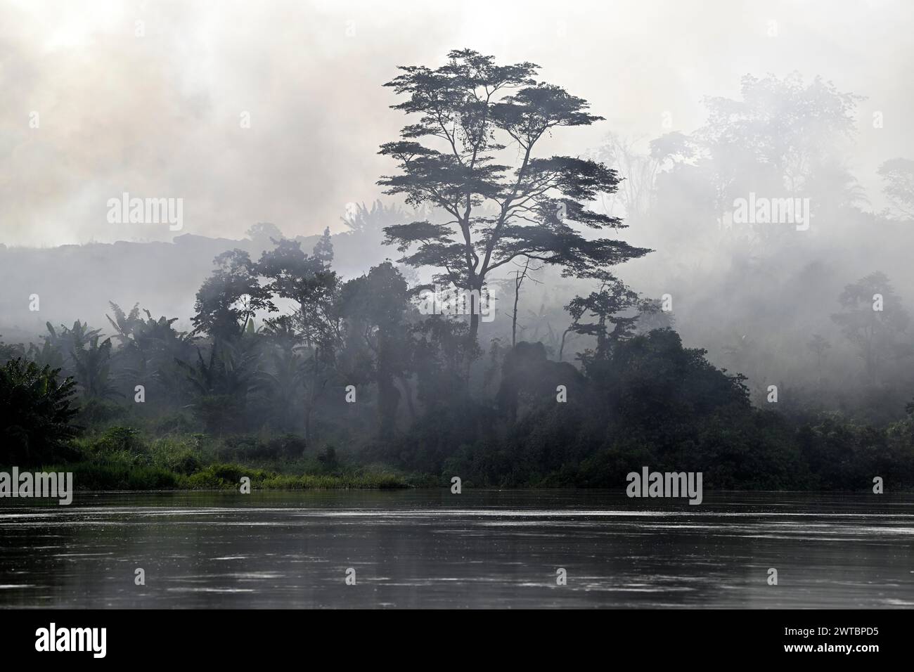 Nebel über dem Regenwald entlang des Flusses Sangha, Dzanga-Sangha Complex of Protected Areas (DSPAC), Präfektur Sangha-Mbaere, Zentralafrikanische Republik Stockfoto