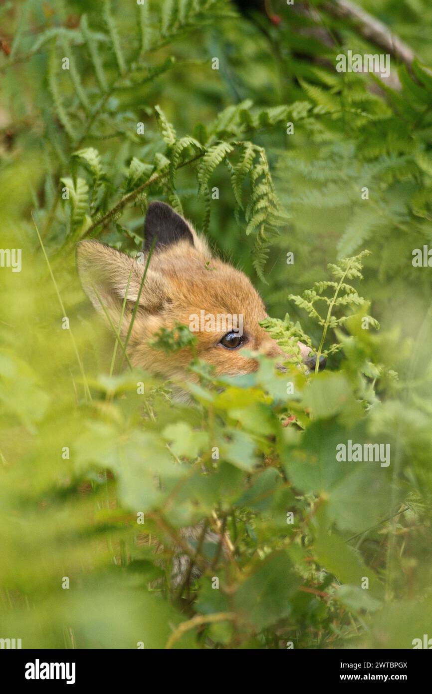 Rotfuchs (Vulpes vulpes), Nahaufnahme eines jungen Fuchses, der sich im grünen Laub versteckt Stockfoto