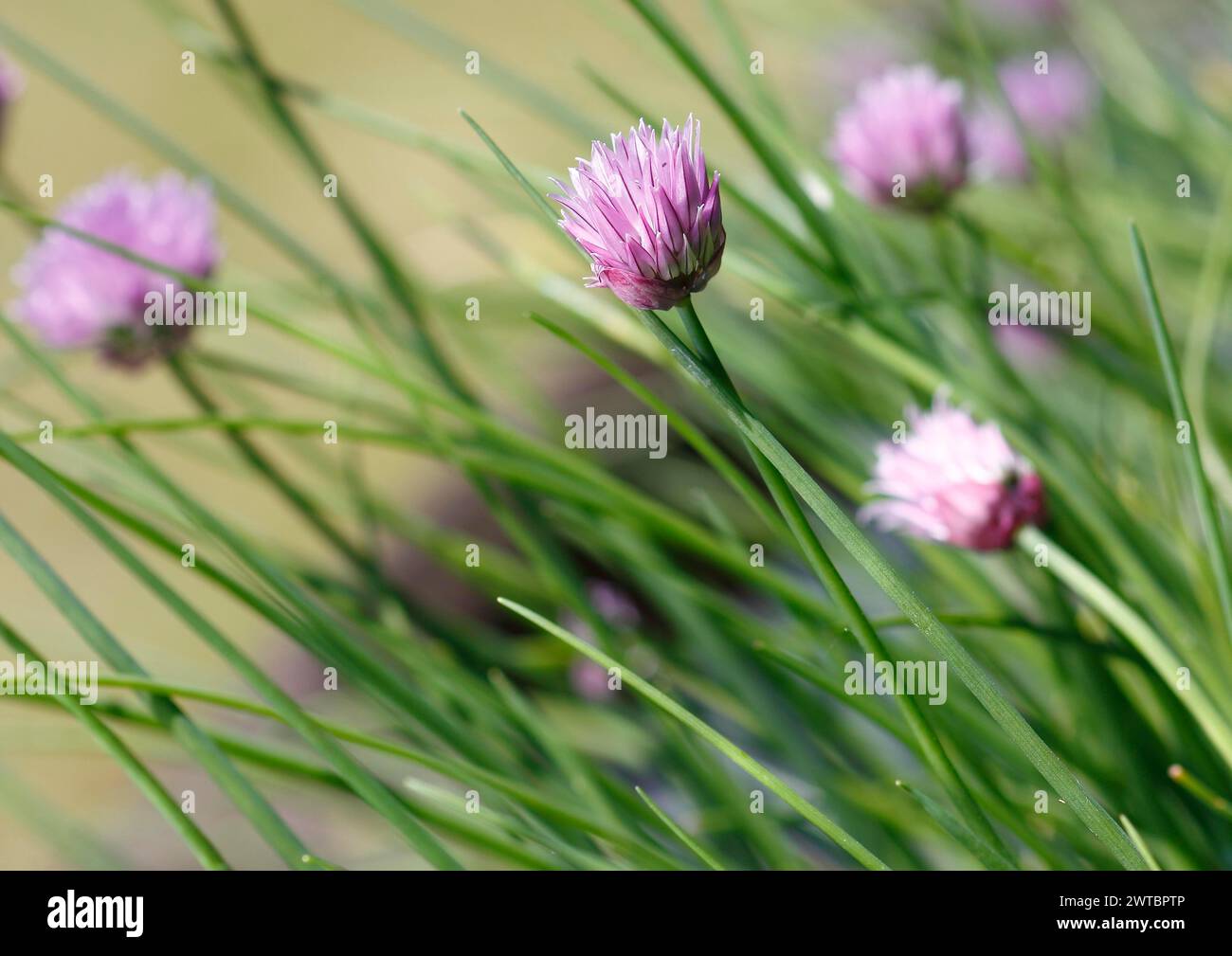 Schnittlauch (Allium schoenoprasum), in Blüte, Nordrhein-Westfalen, Deutschland Stockfoto