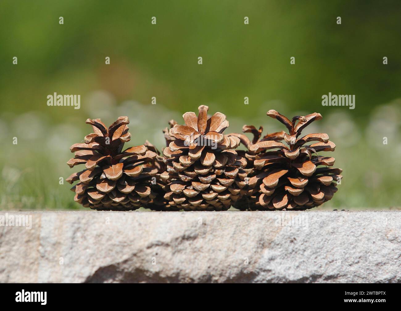 Drei Kegel an einer Mauer, Nordrhein-Westfalen, Deutschland Stockfoto