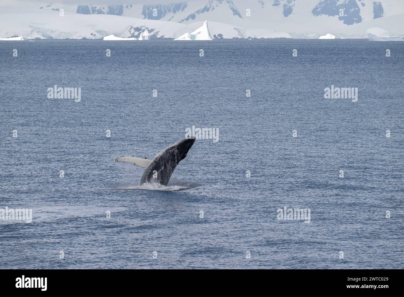 Whale Buckel (Megaptera novaeangliae), Breaching, Anvers Island, Antarktische Halbinsel, Januar 2024 Stockfoto