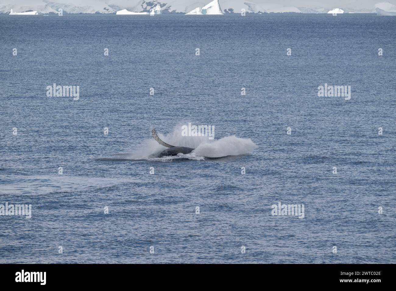 Whale Buckel (Megaptera novaeangliae), Breaching, Anvers Island, Antarktische Halbinsel, Januar 2024 Stockfoto