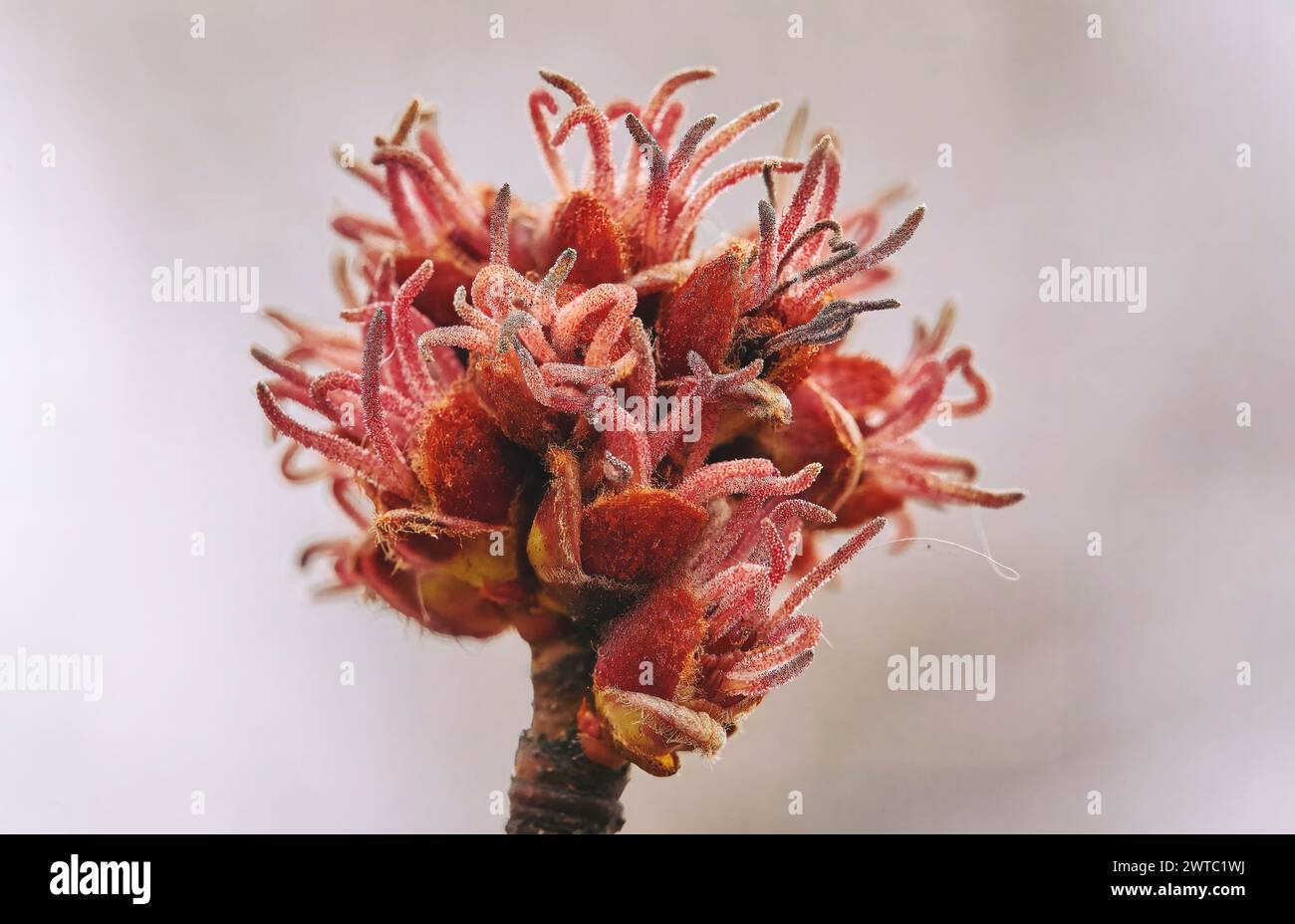 Bild der weiblichen Blüten aus Zuckerahorn oder Silberahorn Acer saccharum Stockfoto
