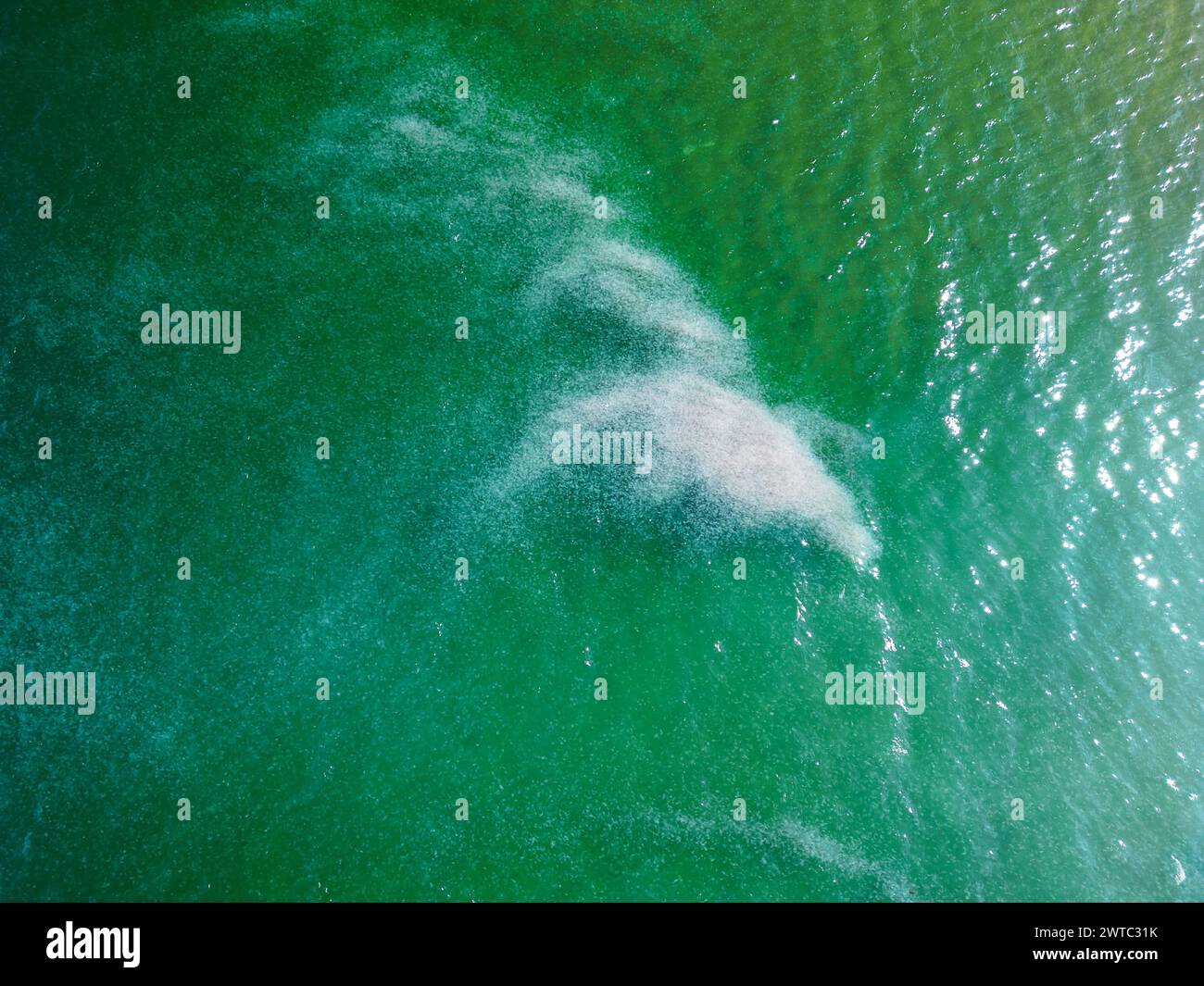 Blick auf die Drohne auf eine riesige Quallenherde, die im grünen Wasser des Schwarzen Meeres, Burgas, Bulgarien wimmelt Stockfoto