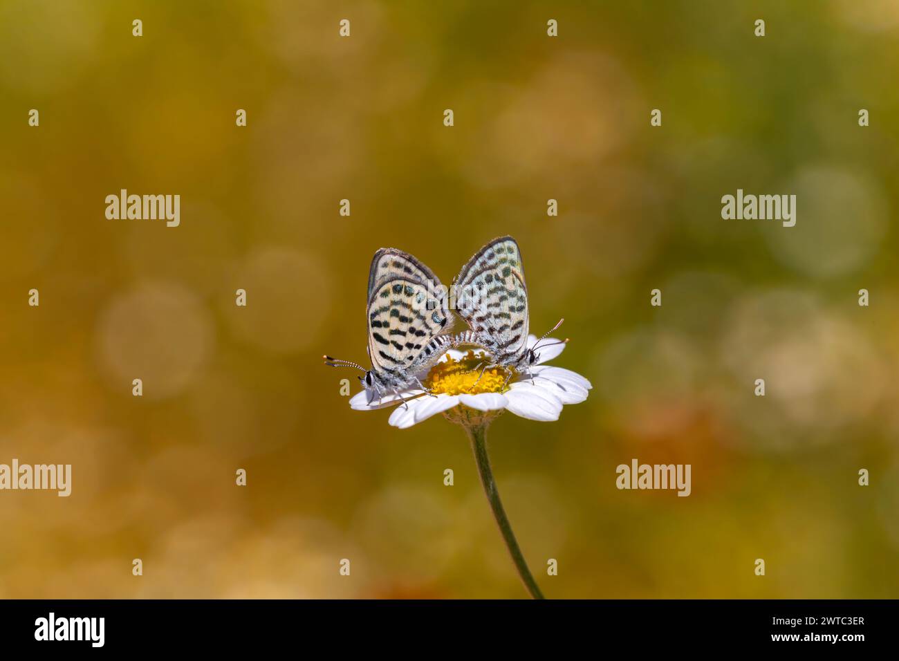 Kleine Schmetterlinge, die sich auf Gänseblümchen paaren, Little Tiger Blue, Tarucus balkanicus Stockfoto