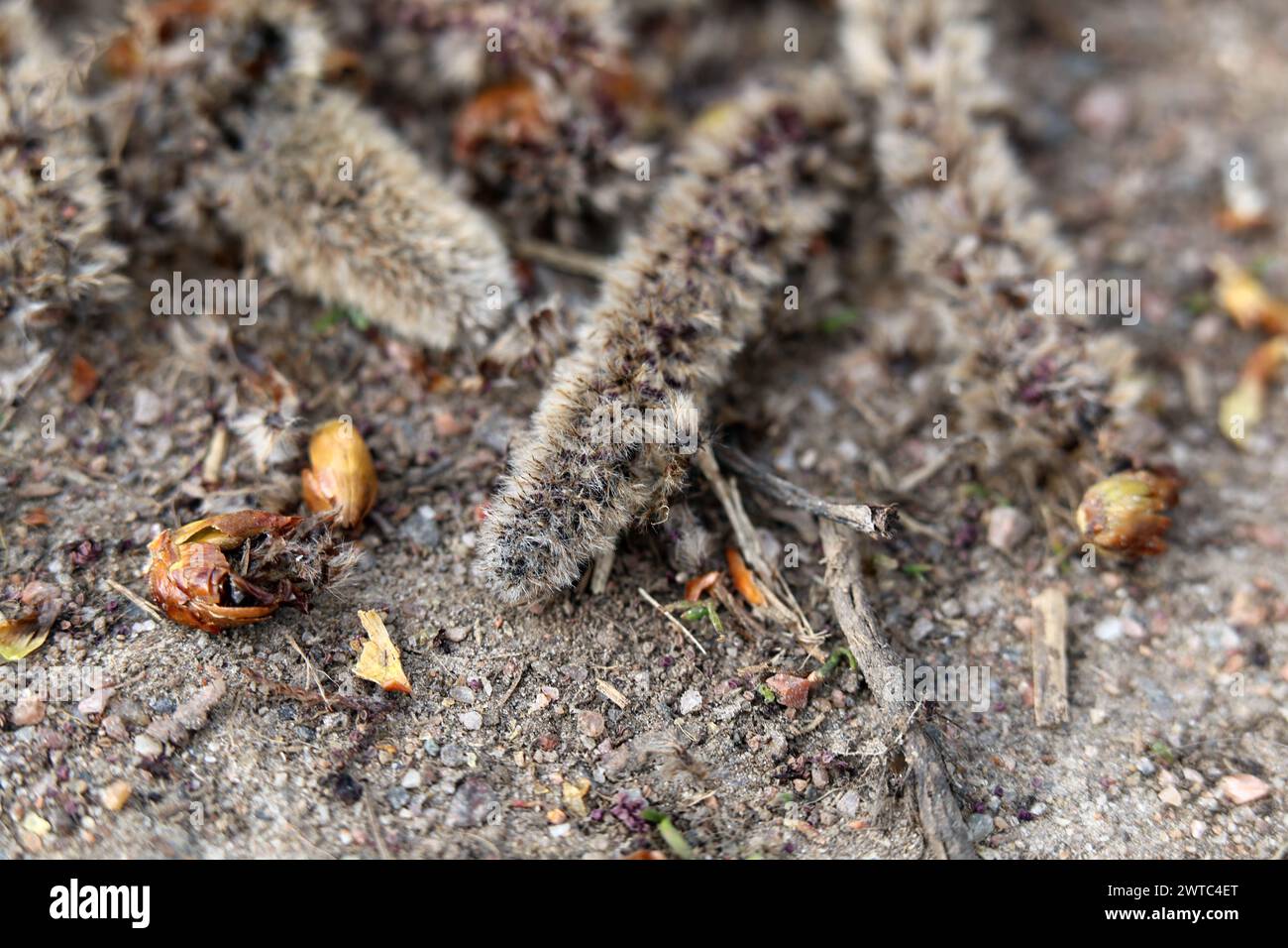 Birkenbaumpollen in Katzenkindern fallen auf den Boden. Nahaufnahme-Farbbild mit erdbraunen Tönen. Bestäubung verursacht saisonale Allergieprobleme. Stockfoto