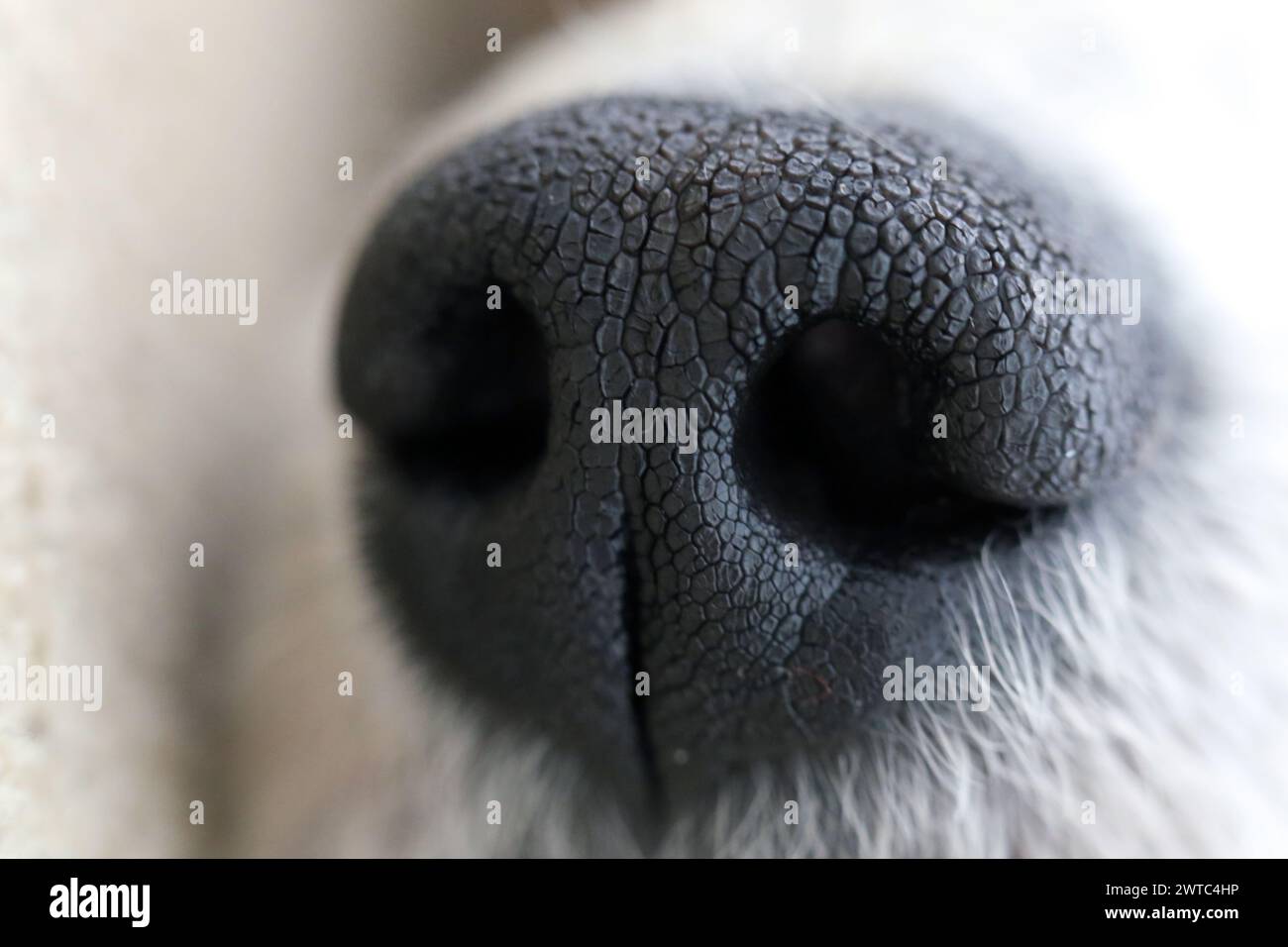 Nahaufnahme der Pudelnase. Hunde haben einen erstaunlichen Geruchssinn. Sie benutzen ihre Nasen zum Schnupfen, Fühlen und Atmen. Niedliches Haustier-Gesicht. Stockfoto