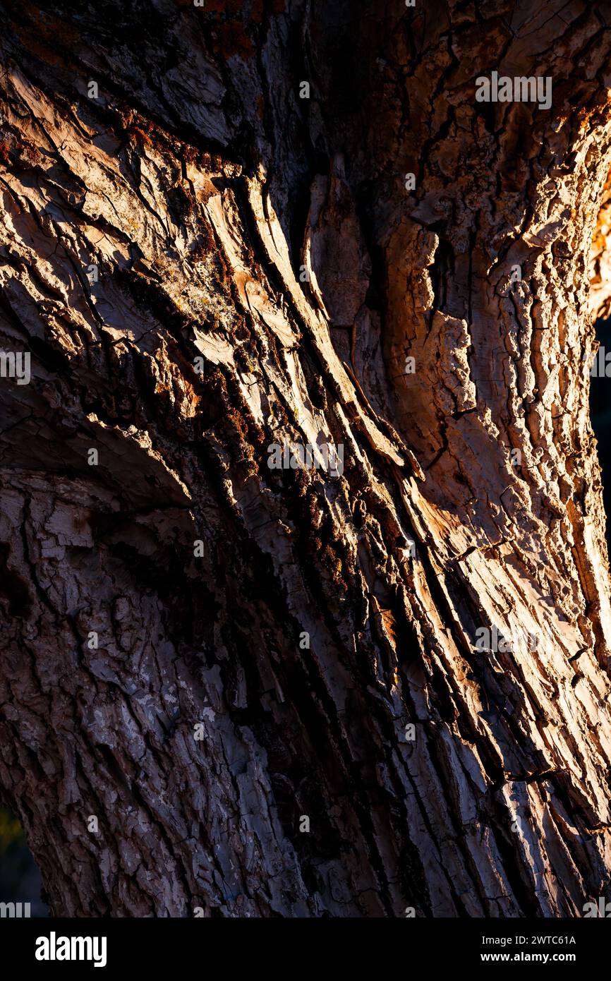 Detail eines Kofferraums in der Alhambra Stockfoto