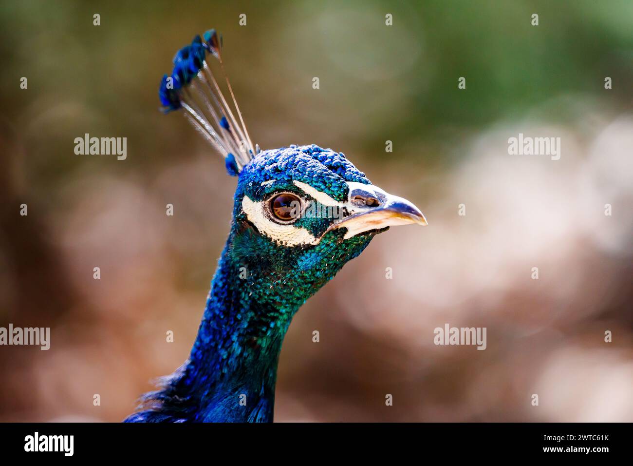 Porträt eines Pfaus im Profil von Manzanares Stockfoto