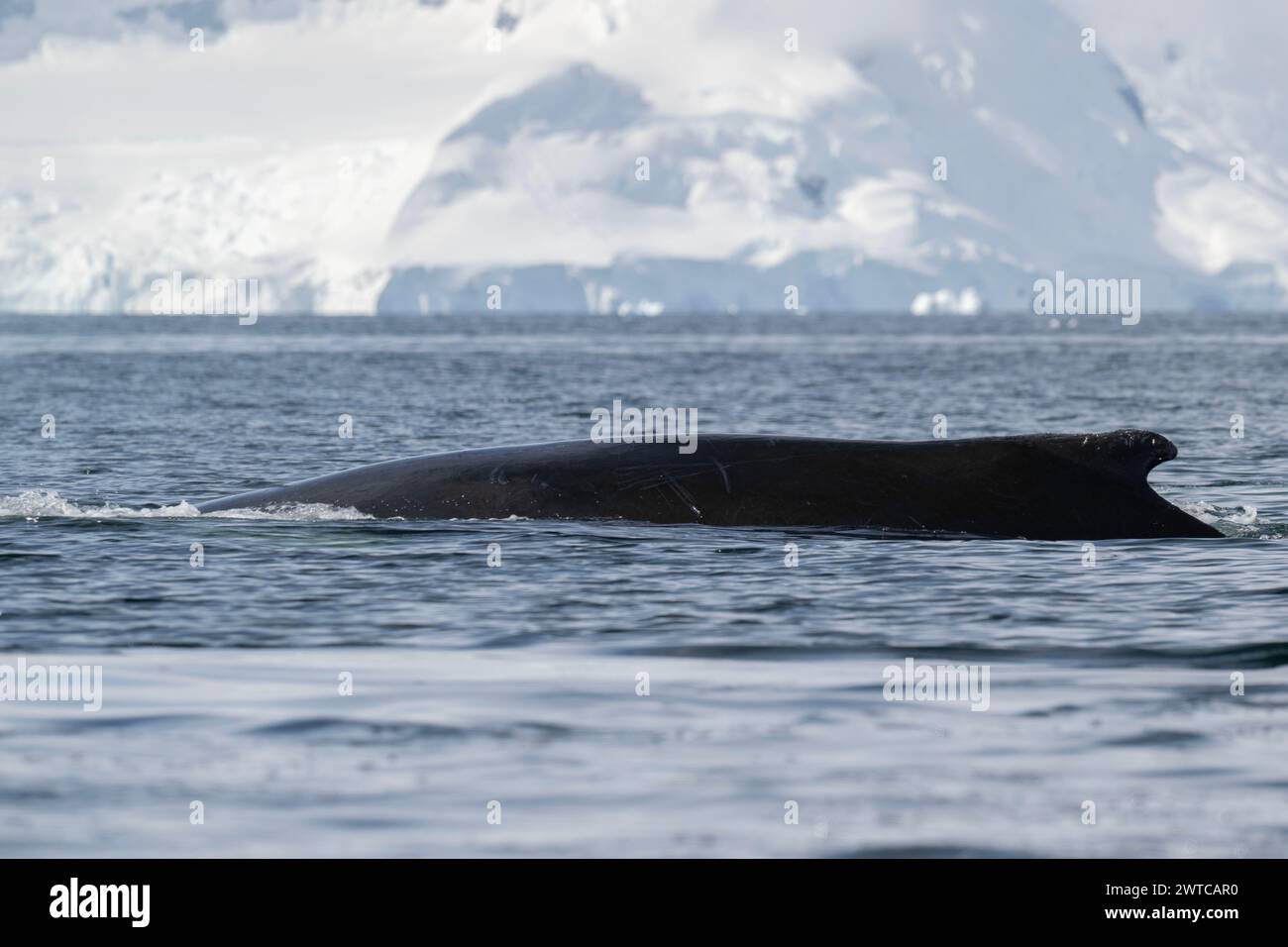 Whale Buckel (Megaptera novaeangliae), Surfacing, Portal Point, Charlotte Bay, Antarktische Halbinsel, Januar 2024 Stockfoto