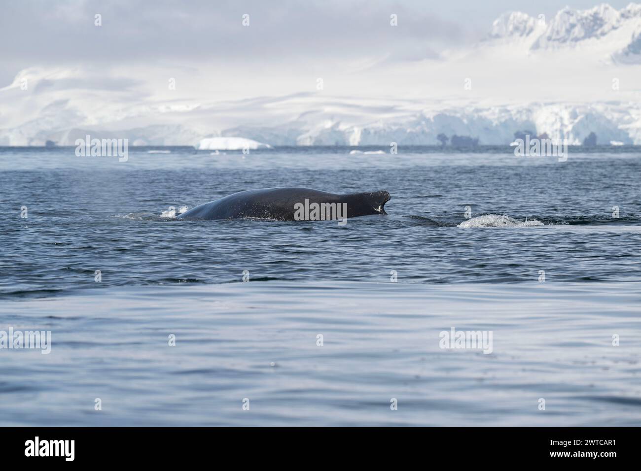 Whale Buckel (Megaptera novaeangliae), Surfacing, Portal Point, Charlotte Bay, Antarktische Halbinsel, Januar 2024, Portal Point, Charlotte Bay, Anta Stockfoto