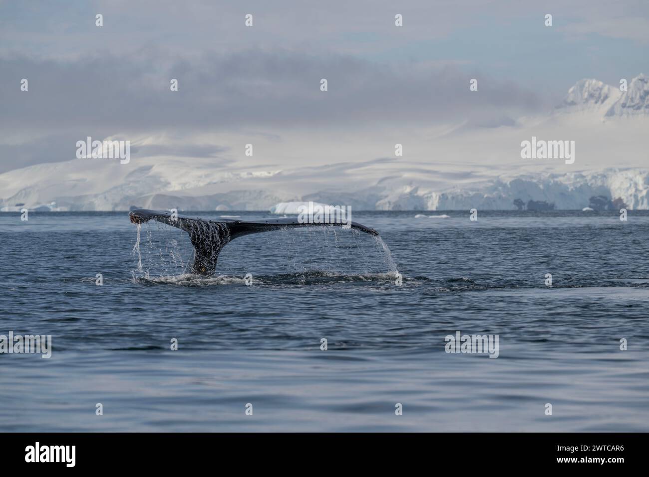 Whale Buckel (Megaptera novaeangliae), Tauchen, Portal Point, Charlotte Bay, Antarktische Halbinsel, Januar 2024 Stockfoto