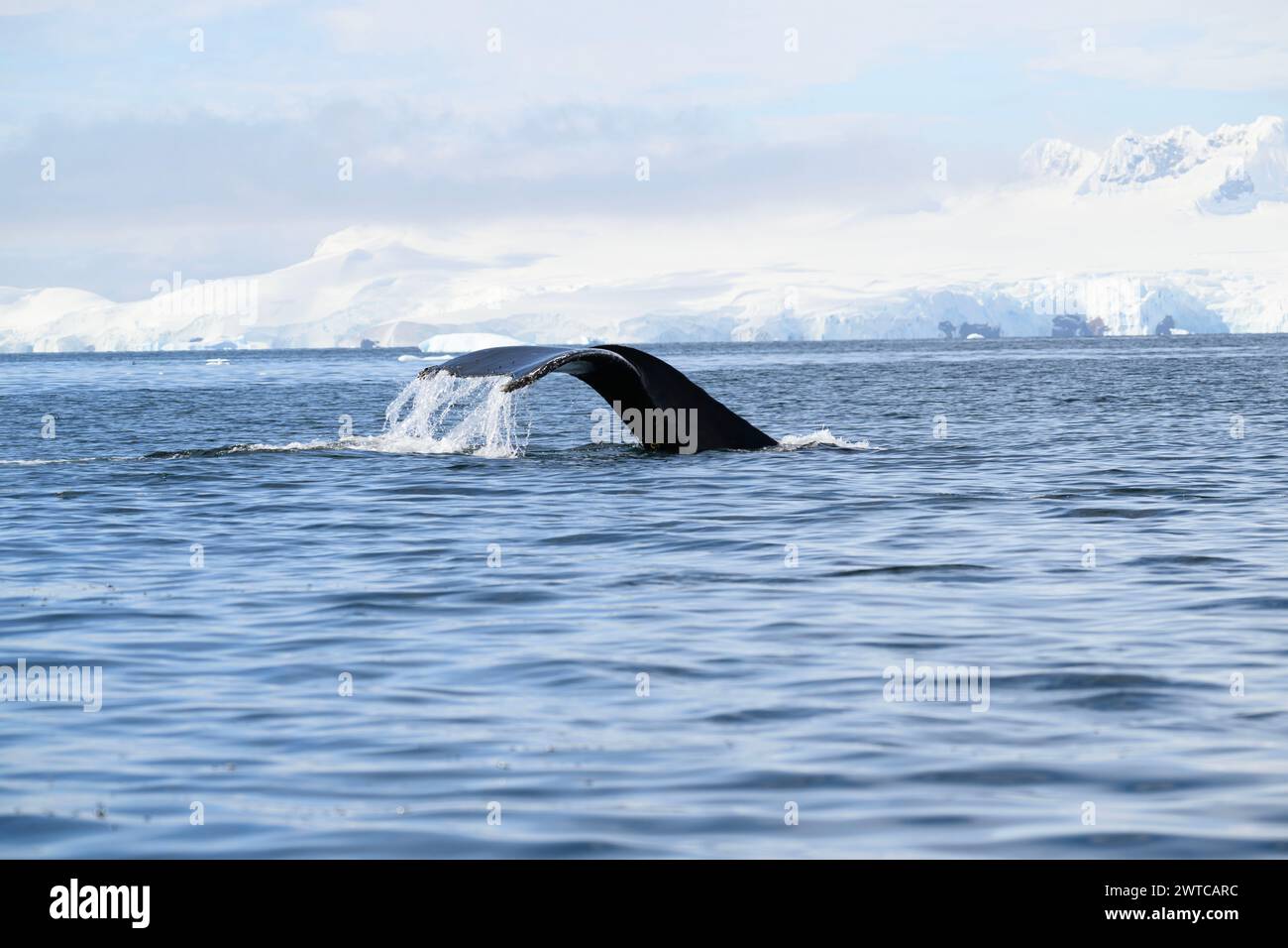 Whale Buckel (Megaptera novaeangliae), Tauchen, Portal Point, Charlotte Bay, Antarktische Halbinsel, Januar 2024 Stockfoto