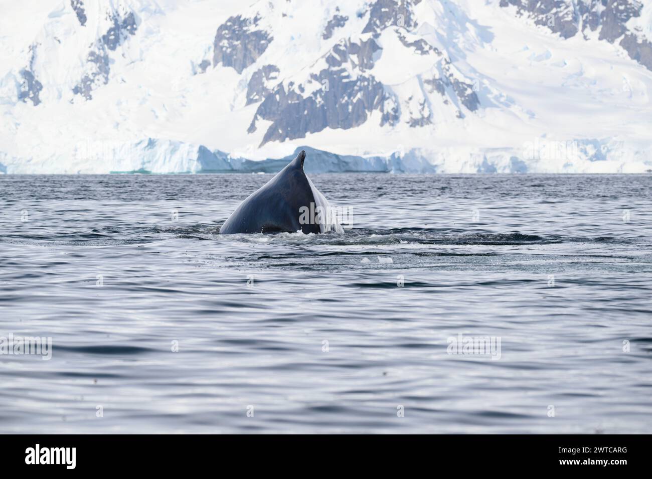 Whale Buckel (Megaptera novaeangliae), Surfacing, Portal Point, Charlotte Bay, Antarktische Halbinsel, Januar 2024 Stockfoto