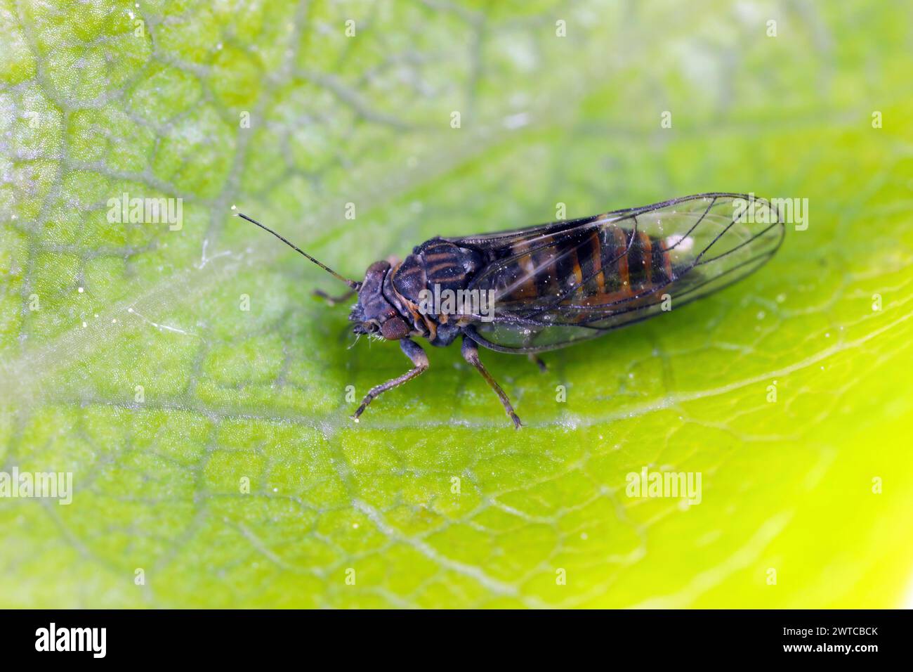 Birnensauger Cacopsylla-Schädling der Europäischen Birne - Pyrus communis verursacht gerollte oder gefaltete Blätter in Obstgärten und Gärten. Stockfoto