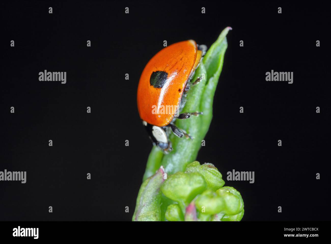 Zwei gefleckte Käfer (Adalia bipunctata) auf grünem Blatt. Stockfoto