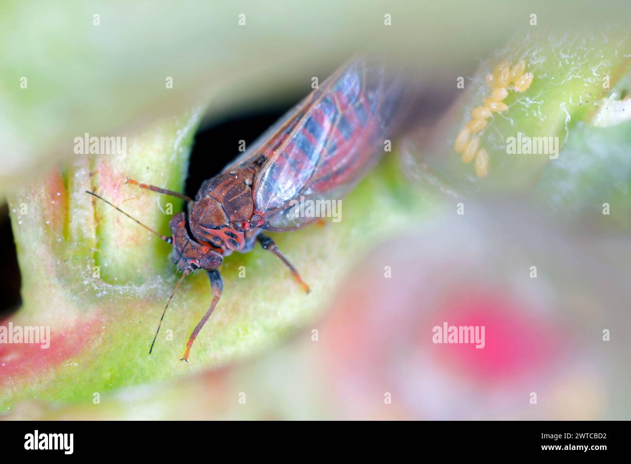 Birnensauger Cacopsylla-Schädling der Europäischen Birne - Pyrus communis verursacht gerollte oder gefaltete Blätter in Obstgärten und Gärten. Rechts sichtbare Eier. Stockfoto