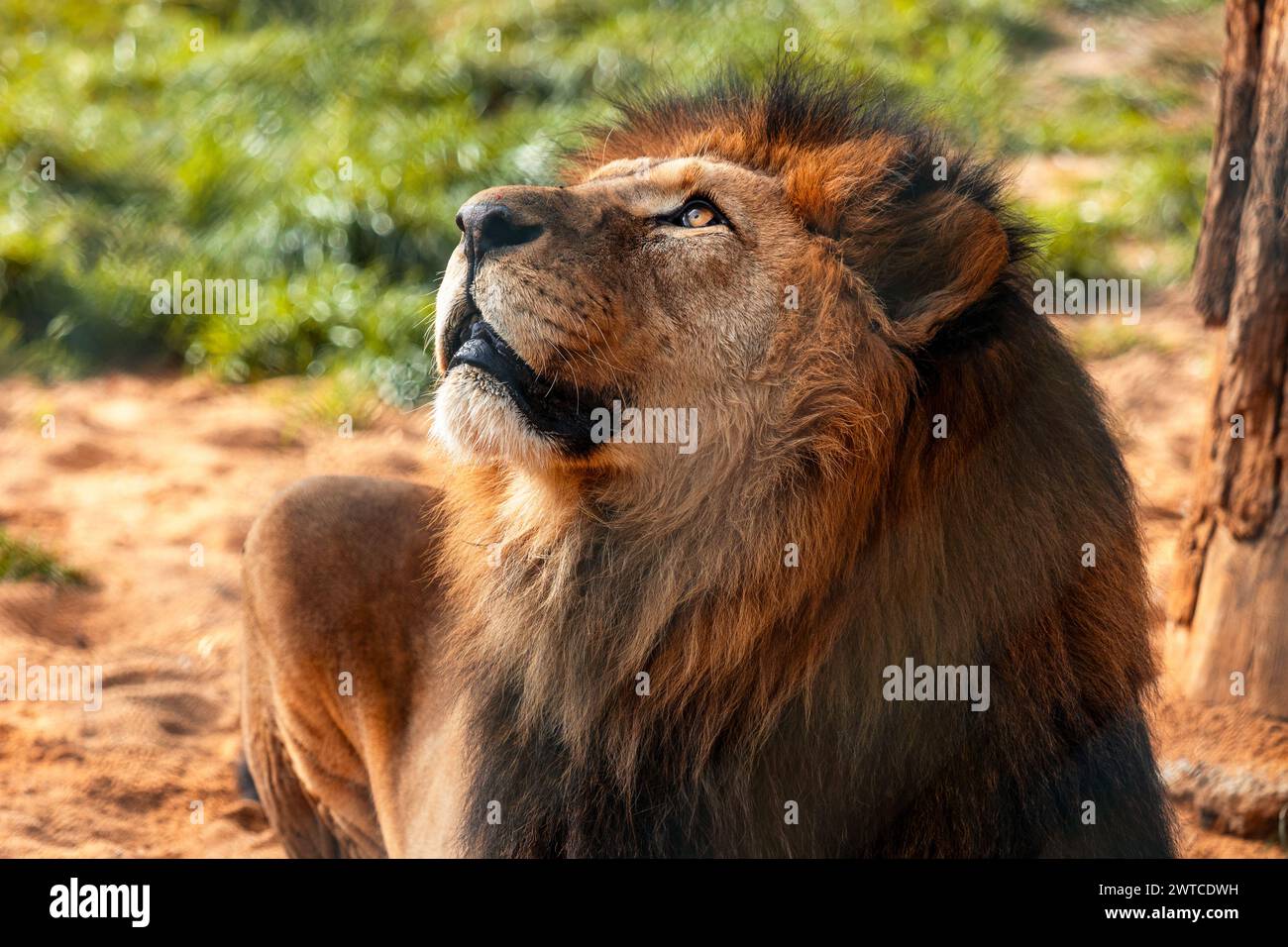 Berberlöwe, auch Nordafrikanischer Löwe, Atlas-Löwe und ägyptischer Löwe genannt. Das Detail des Kopfes und eine wunderschöne Mähne. Stockfoto