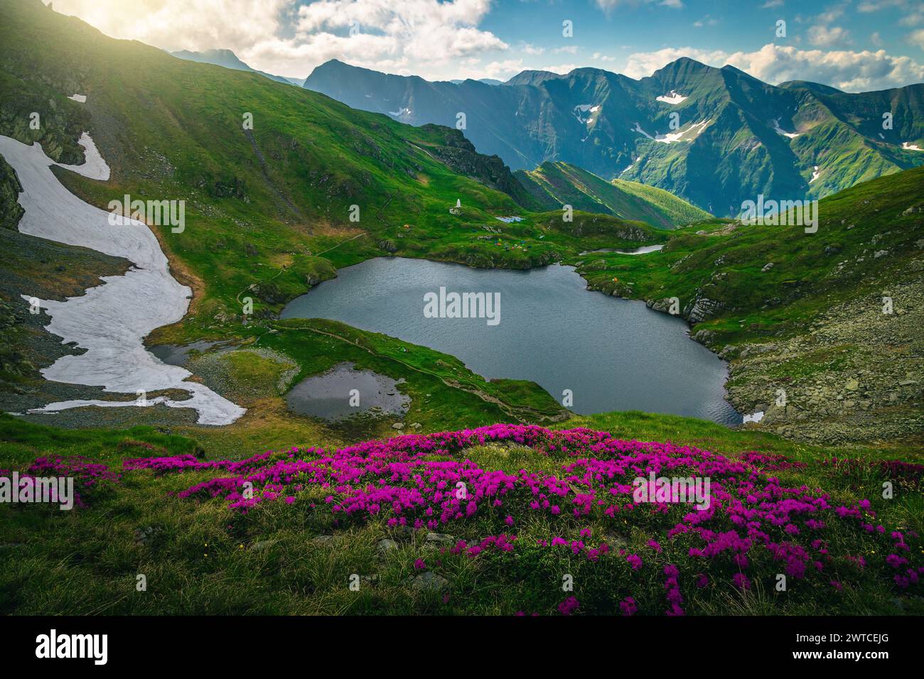Atemberaubende Naturlandschaft im Frühsommer. Herrliche Aussicht mit dem See Capra und blühenden, duftenden Rhododendronblumen am Hang, Fagaras Bergen, Auto Stockfoto