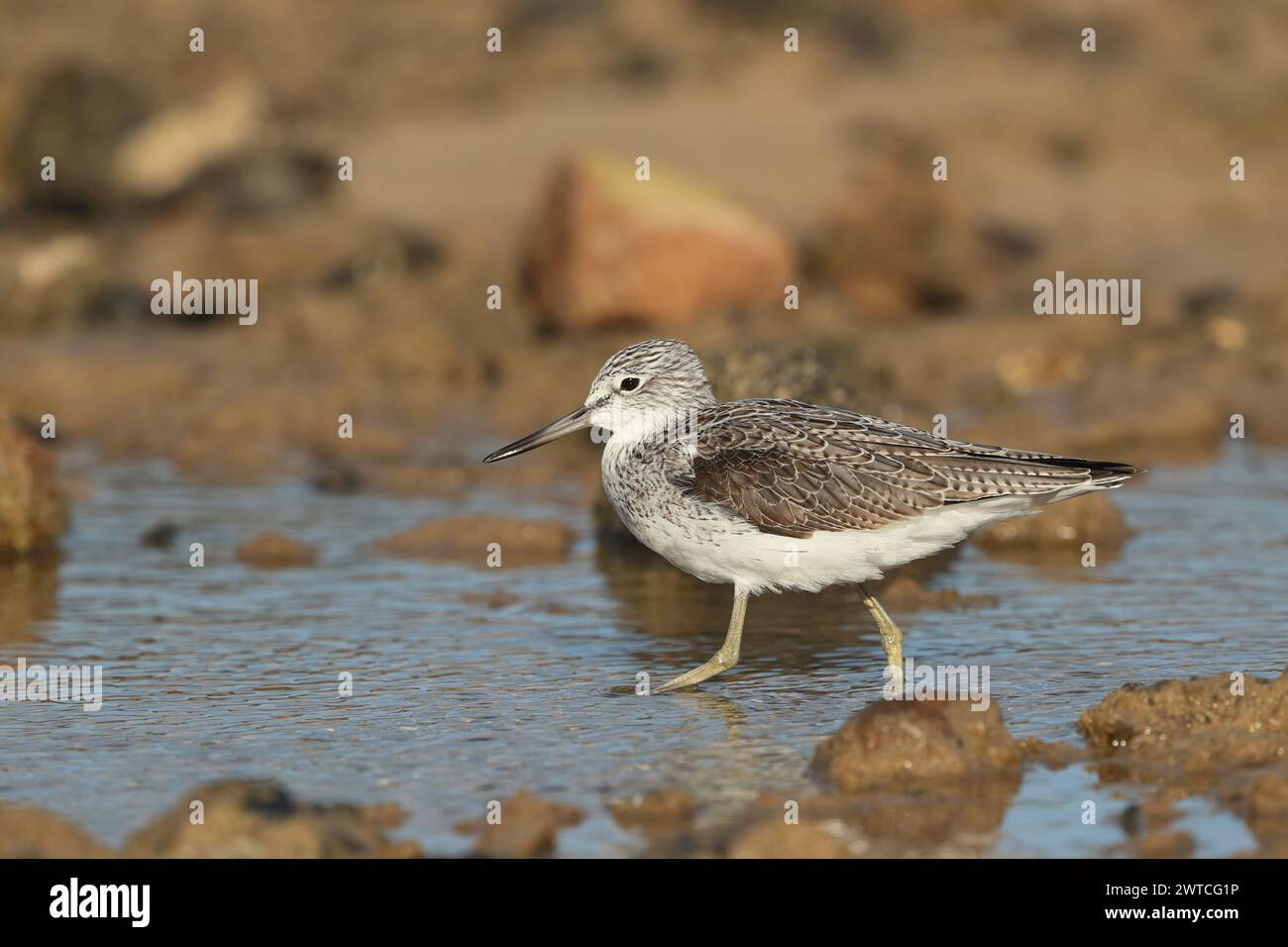 Greenshank migrieren, um den rauen Winterbedingungen zu entkommen, in denen sie brüten. Lanzarote befindet sich an einem Ort, auch an den Migrationswegen. Stockfoto