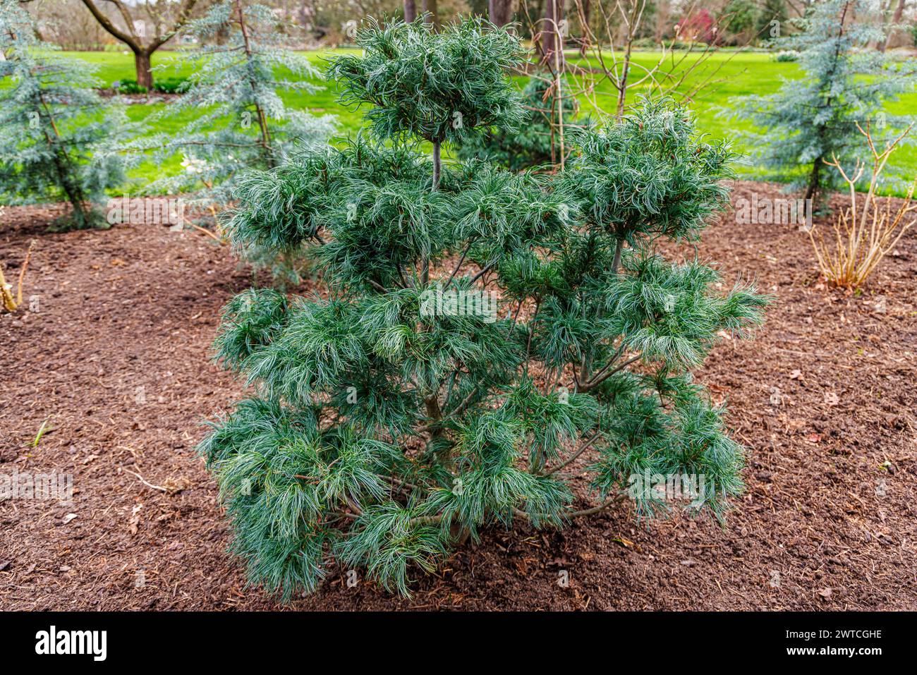 Immergrüner Nadelstrauch, ungewöhnliche Nadeln, Weymouth-Kiefer oder Eastern White Pine, Pinus strobus „Tiny Kurls“ wächst im RHS Wisley Garden, Surrey Stockfoto