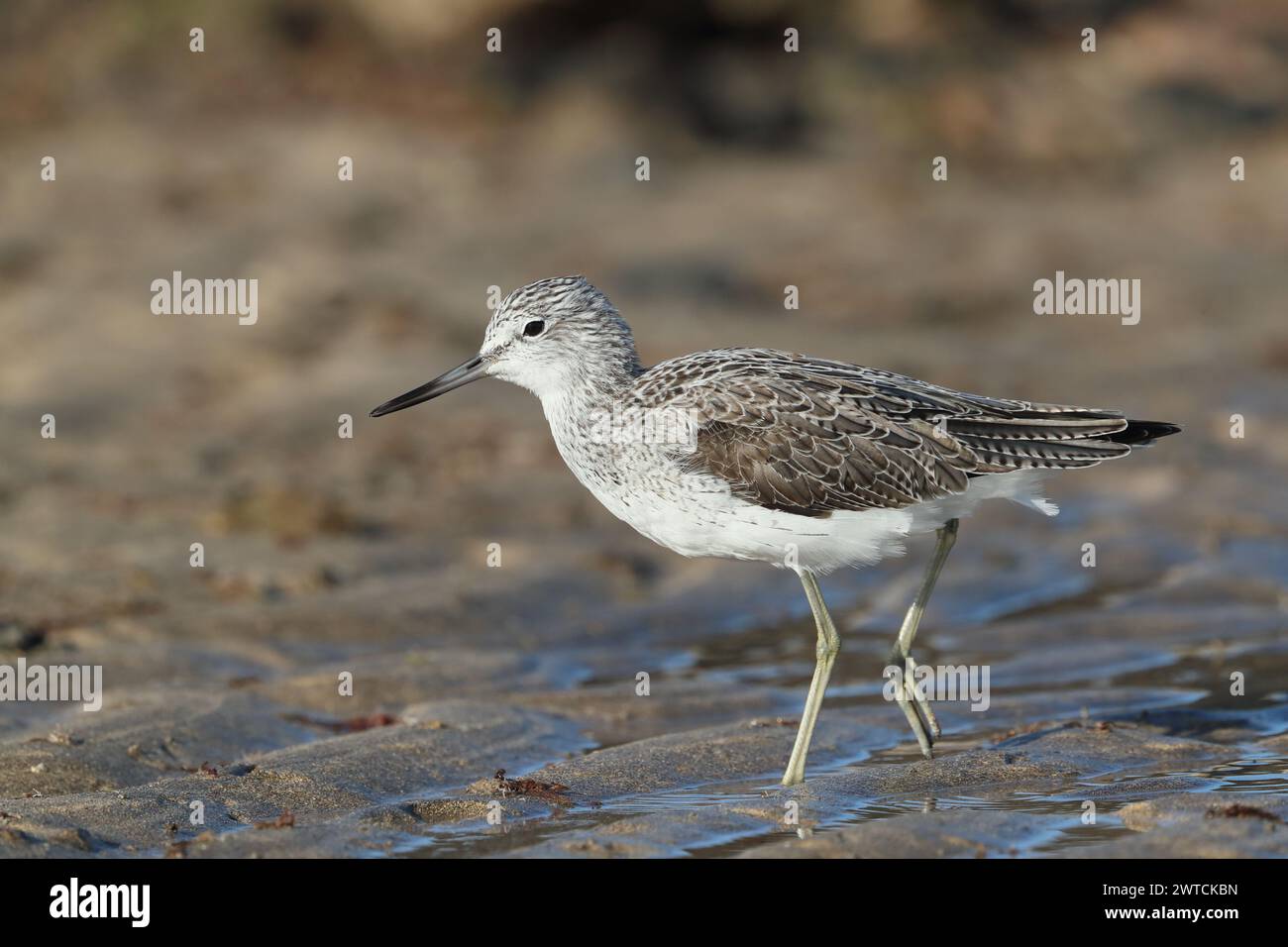 Greenshank migrieren, um den rauen Winterbedingungen zu entkommen, in denen sie brüten. Lanzarote befindet sich an einem Ort, auch an den Migrationswegen. Stockfoto