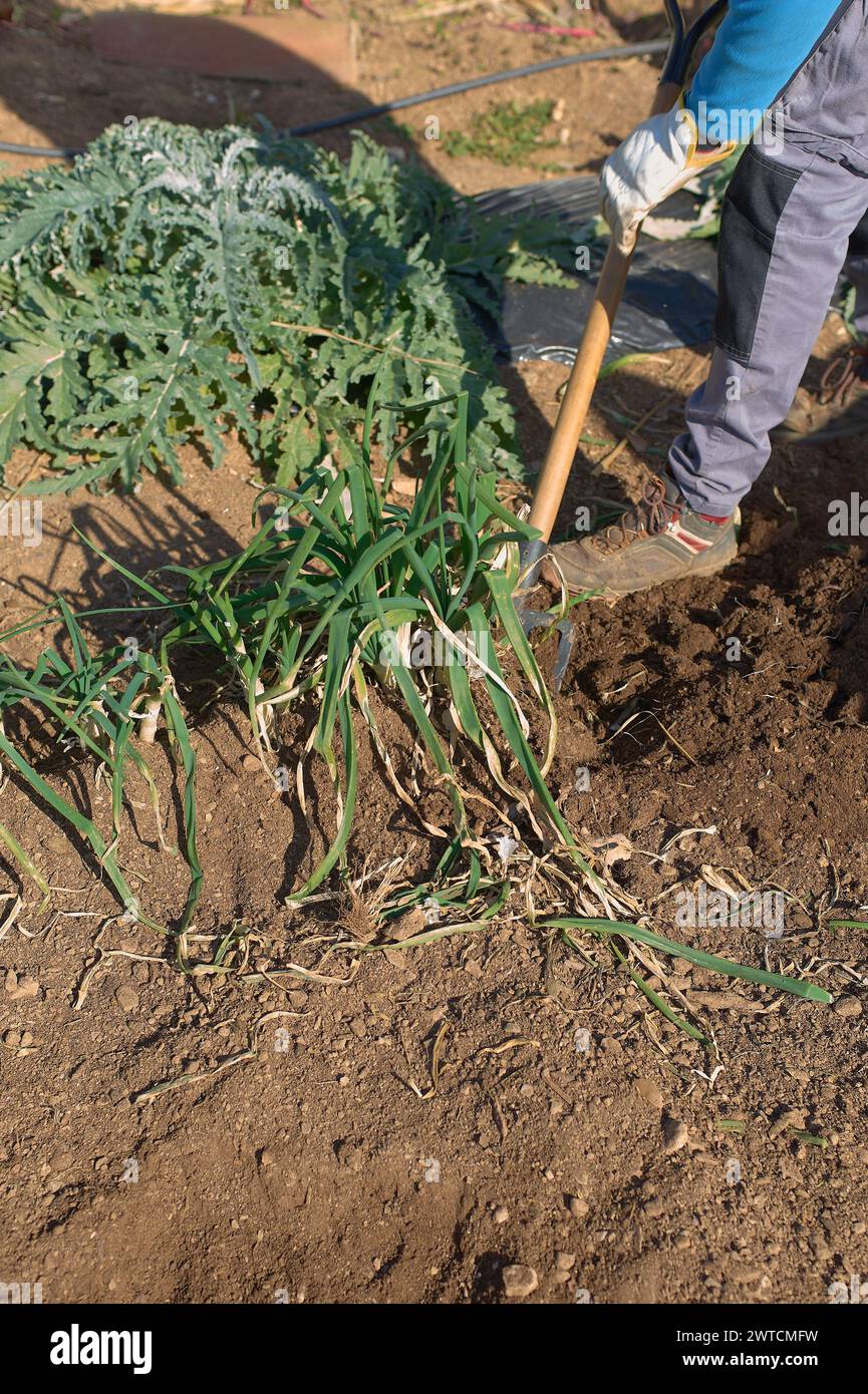 Ein Bauer pflegt seine Pflanzen in einem sonnigen Garten und sorgt für ein gesundes Wachstum. Stockfoto