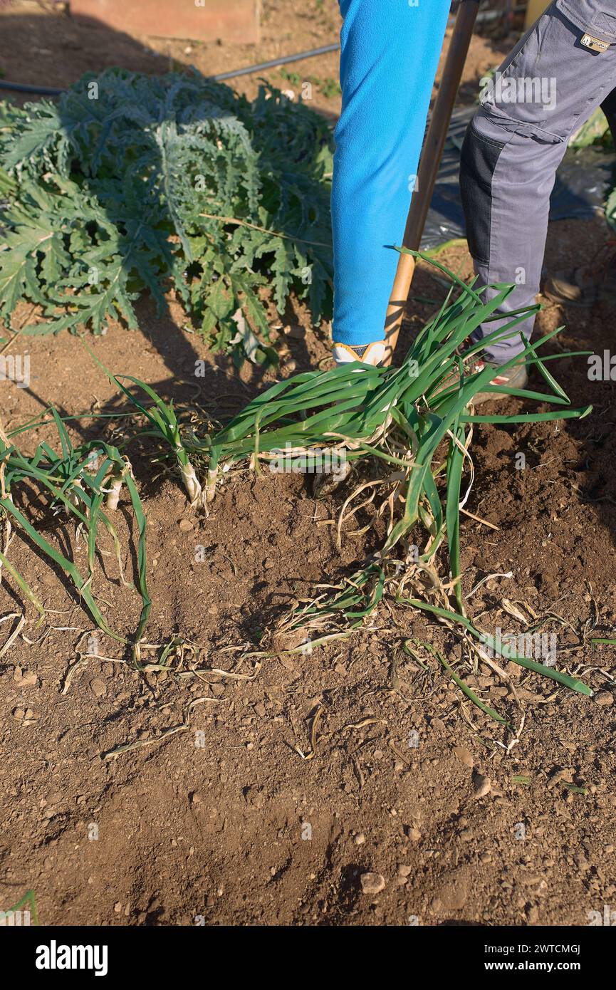 Ein Bauer pflegt seine Pflanzen in einem sonnigen Garten und sorgt für ein gesundes Wachstum. Stockfoto
