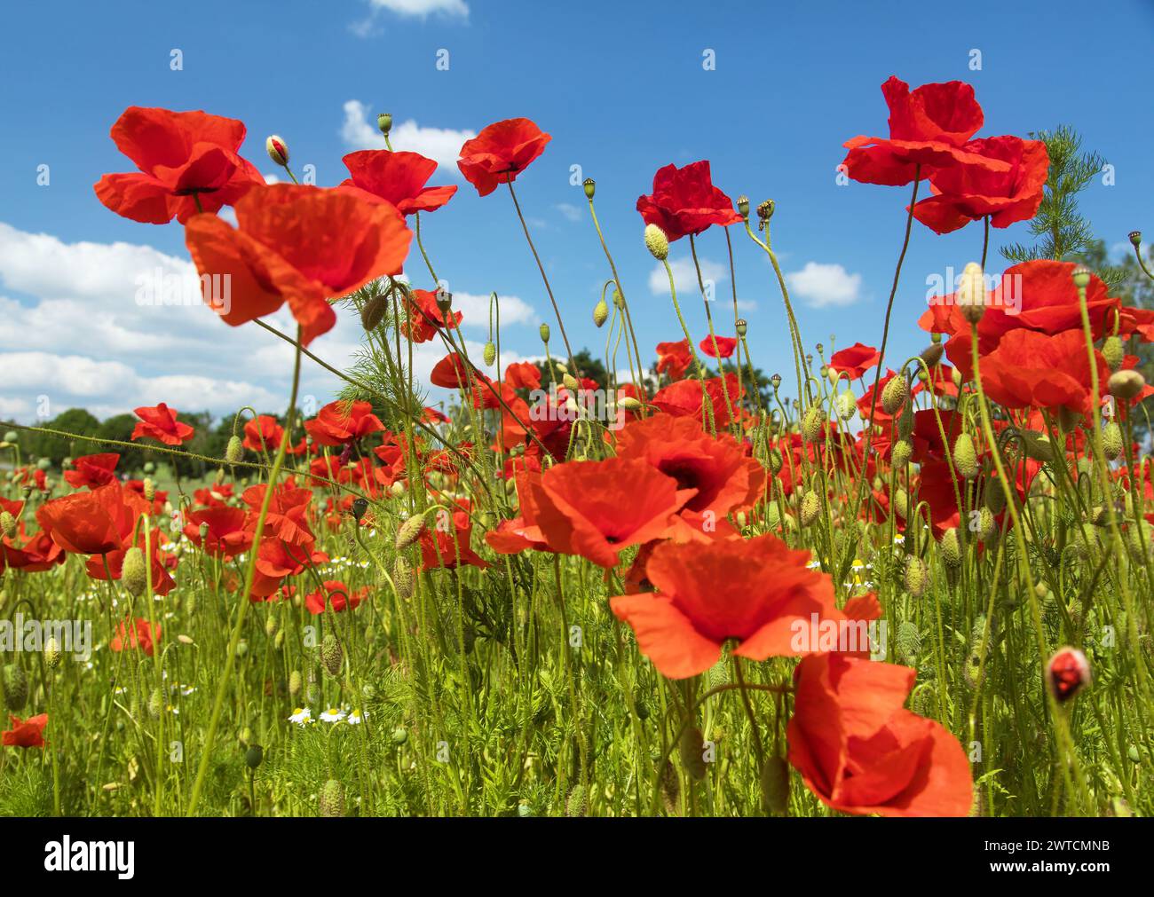Feld mit rotem Mohn oder Mohn, Maismohn, Maisrosen, Feldmohn, flandermohn, auf lateinisch Papaver Rhoaes Stockfoto