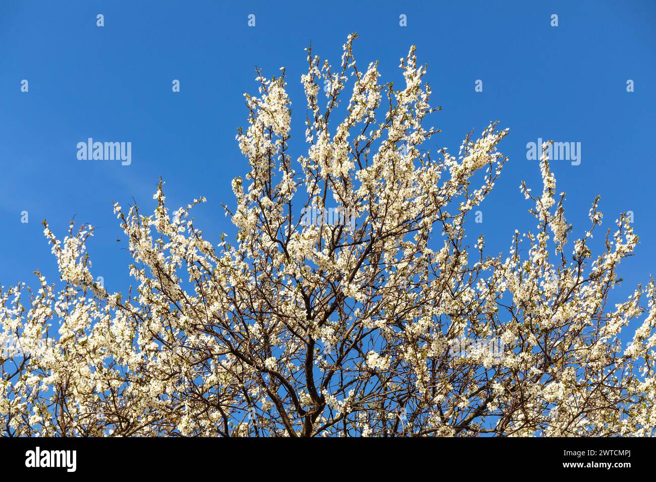 Weißer blühender Schattendornstrauch oder Baum auf blauem Himmel Hintergrund, Frühlingsblick Stockfoto