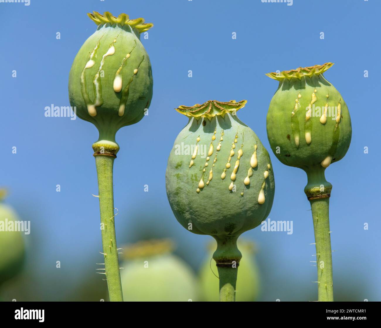 Detaildarstellung von Opiummohnköpfen, in latin papaver somniferum, unreifer Mohnkopf mit Tropfen Opiummilchlatex, drei Mohnkapseln isoliert auf blauer sk Stockfoto