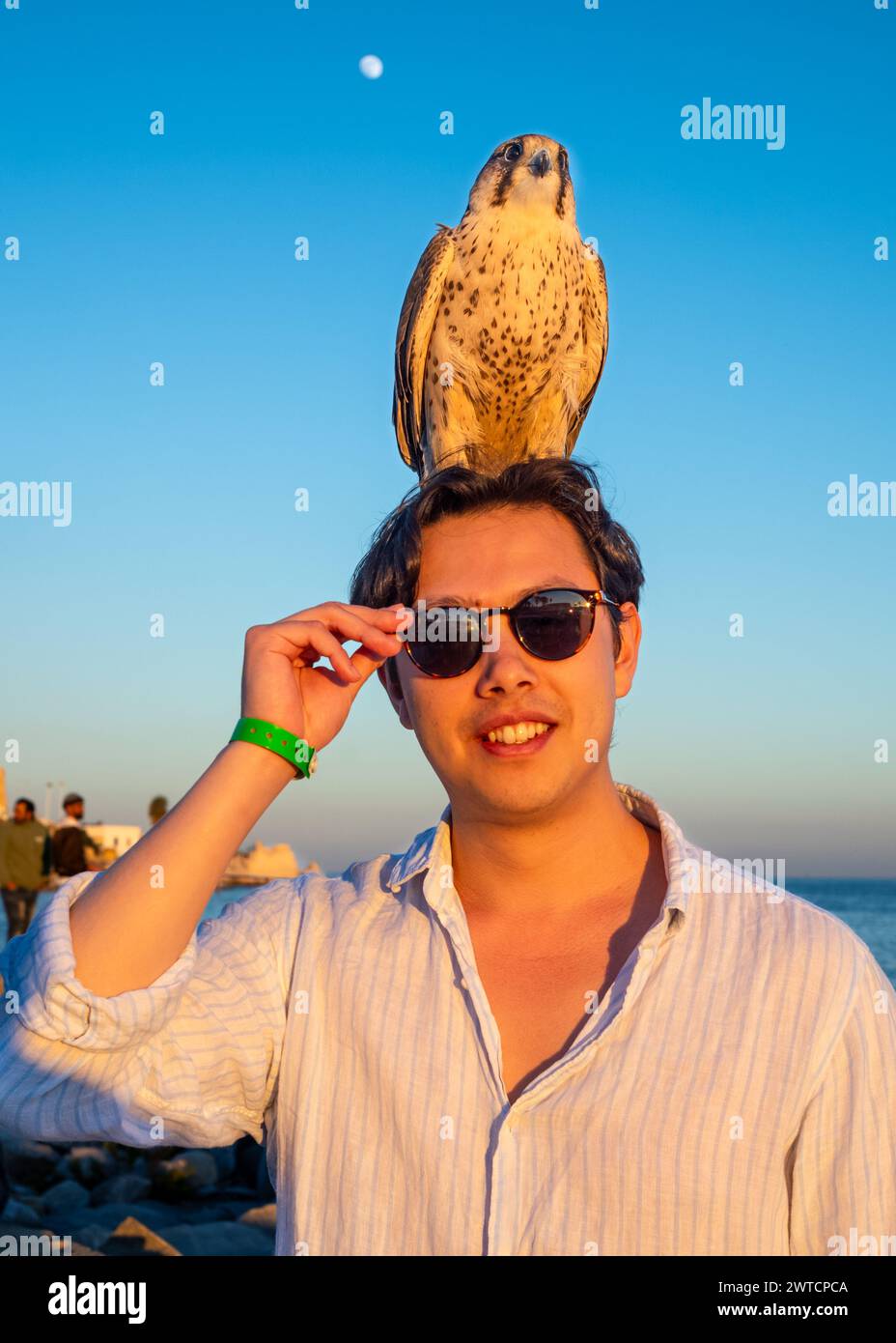 Ein Berberfalke, oder Wanderfalke, steht auf dem Kopf eines westlichen Touristen neben dem Mittelmeer in Mahdi, Tunesien. Stockfoto