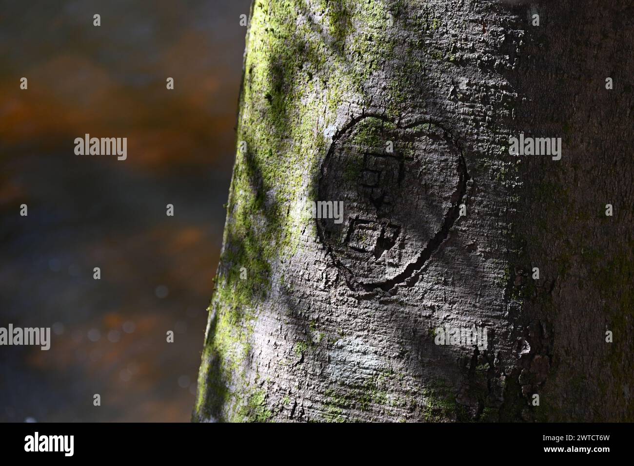 Initialen wurden in einen Beech Tree im Raven Rock State Park in North Carolina geschnitzt. Stockfoto