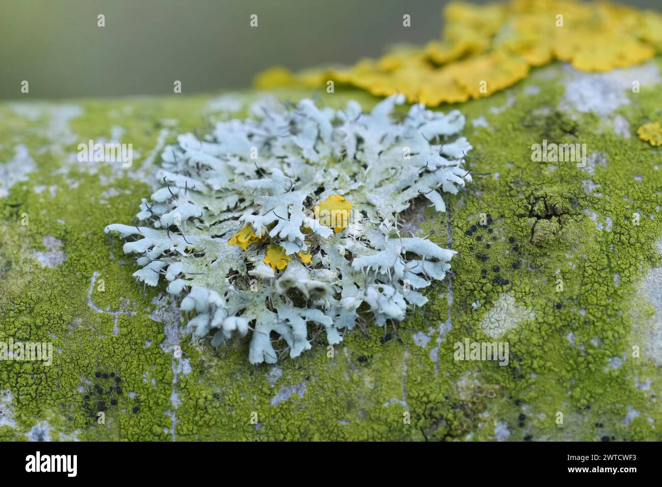 Natürliche Nahaufnahme auf einer graufarbenen Rosettenflechte mit Kapuze, Physcia adscendens, auf einem Zweig Stockfoto