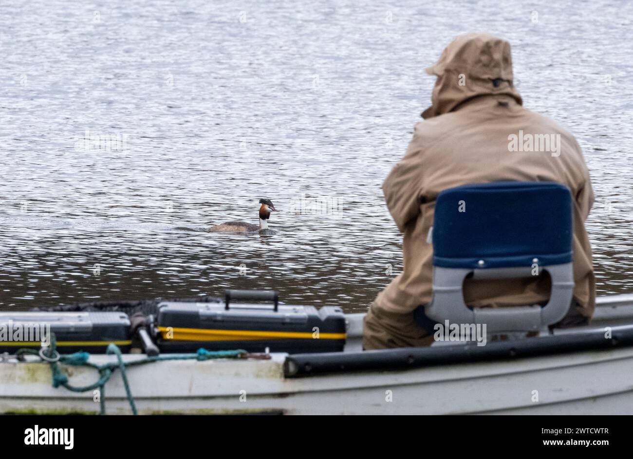 Ein Großkäppchen, der Fischer am Linlithgow Loch, Schottland, Großbritannien, vorbeizieht Stockfoto