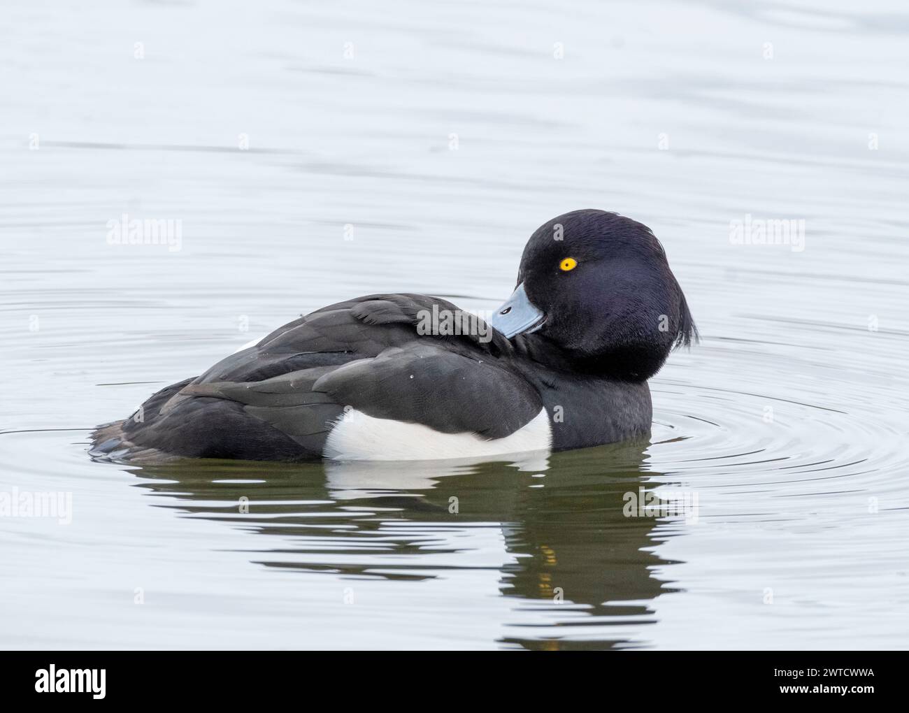 Männliche getuftete Ente (Aythya fuligula) am Linlithgow Loch, West Lothian, Schottland. Stockfoto