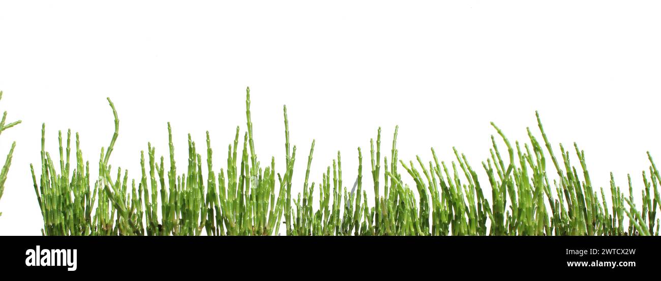 Grüne Salicornia europaea Pflanzenstäbchen Banner isoliert, salzverträglich (Queller, Zeekraal, Sumpf-Samphir, Seebohne, Samphirgrün, SeeSpargel Stockfoto
