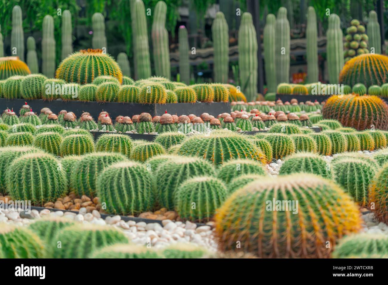 Große Auswahl an Kakteen echinocactus grusonii, Melocactus, in trockenem Gartenklima. Stockfoto