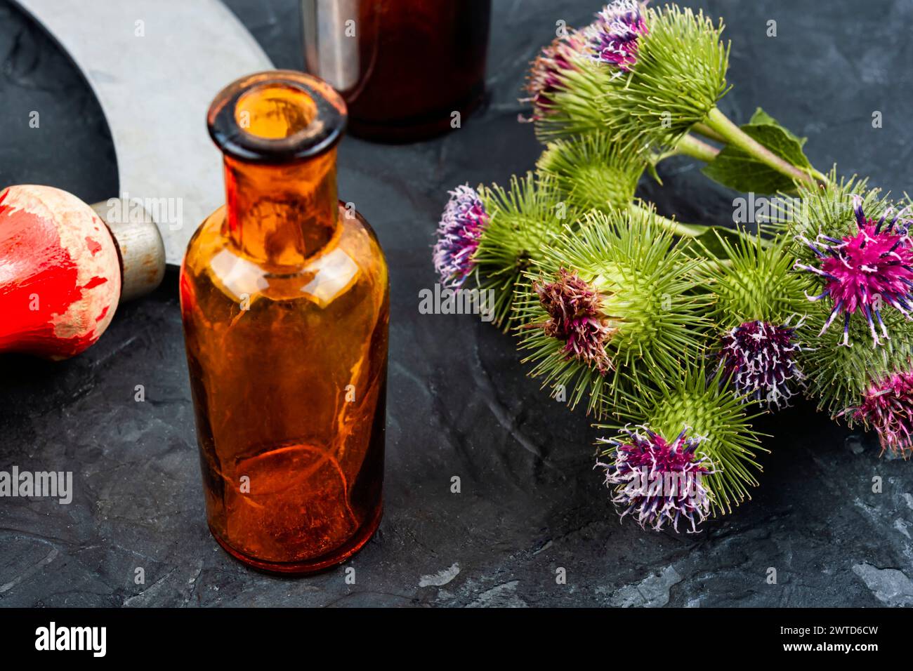 Heilpflanzen-Klette oder Silybum marianum, Kräutermedizin Stockfoto