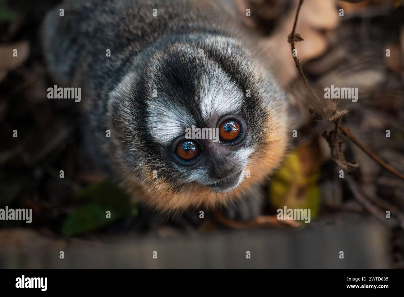 Niedlicher dreistreifiger Nachtaffe, der neugierig nach oben blickt. Freundliche neugierige Affen aus der Nähe. Nördliche Eulenaffen aus Südamerika. Stockfoto