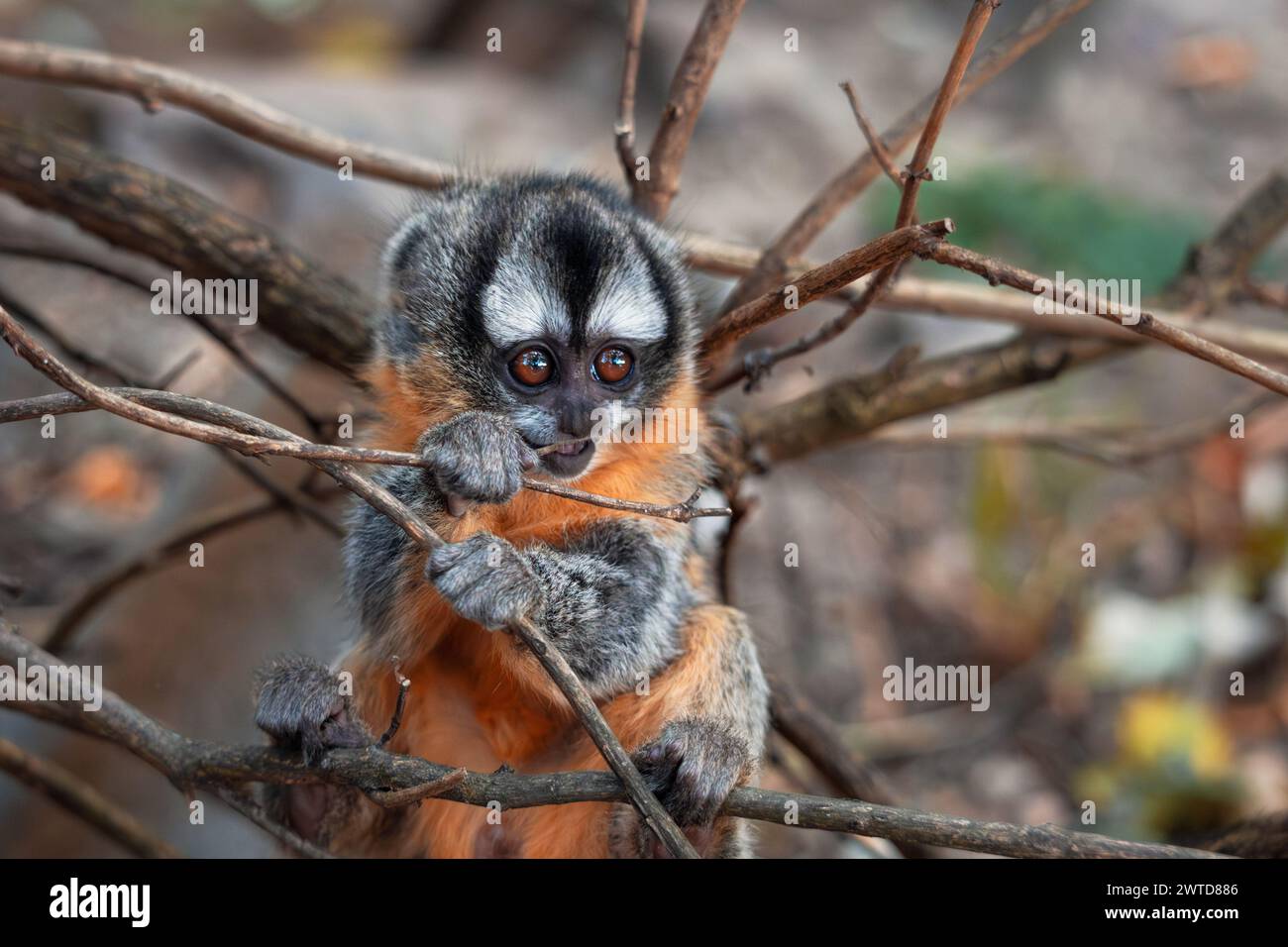 Niedliches, dreistreifiges Nachtaffen-Baby-Spiel. Freundlicher neugieriger verspielter Affe. Aotus trivirgatus, auch bekannt als nördlicher Nachtaffe. Stockfoto