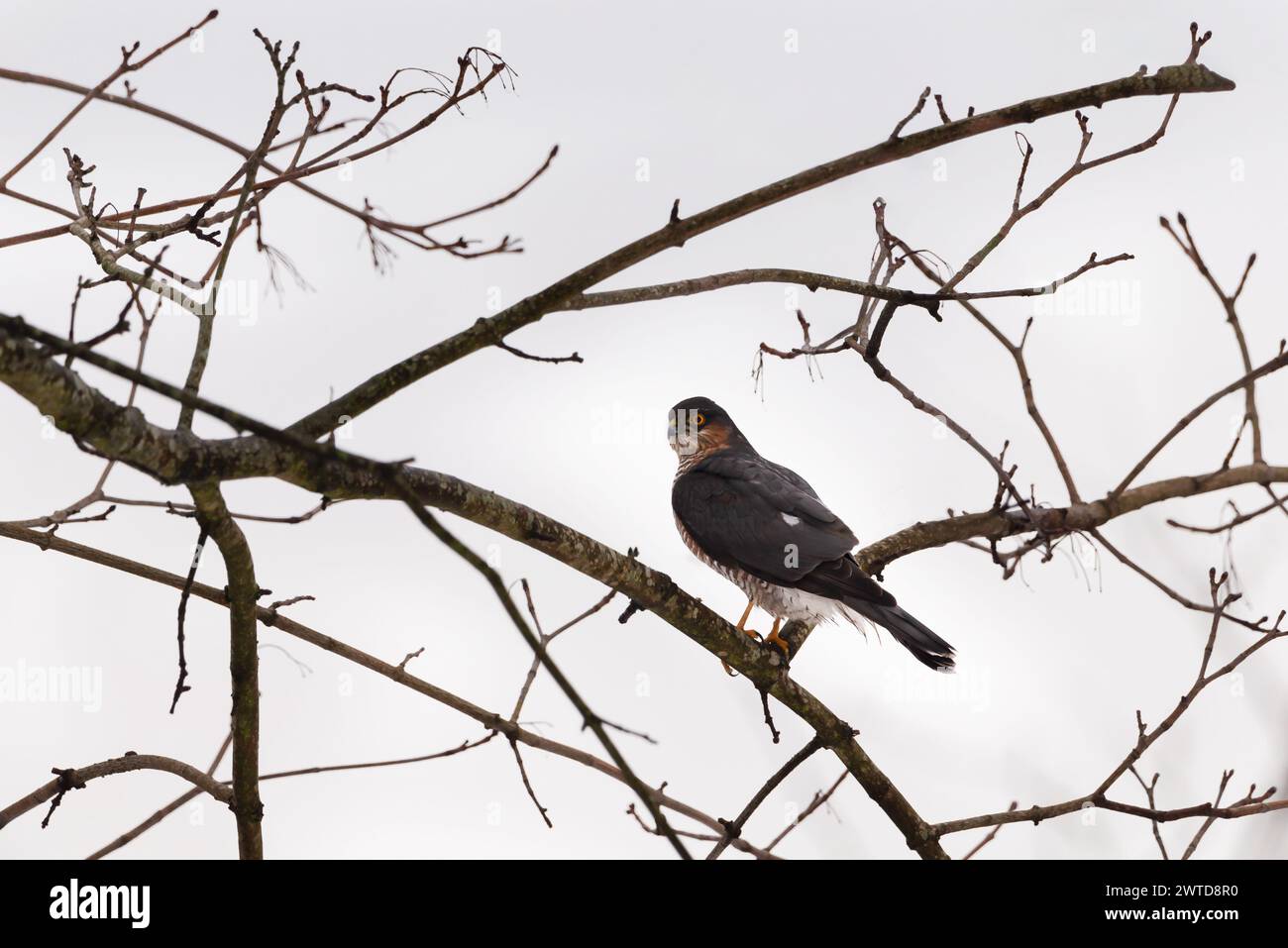 Sparrowhawk (Accipiter nisus) sitzt auf einem Ast Stockfoto