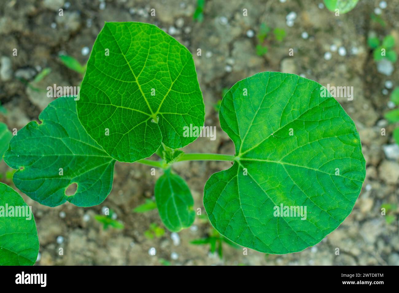 Kürbisblätter haben eine gesunde Menge an Vitamin A, Vitamin C, Kalzium und Eisen Stockfoto