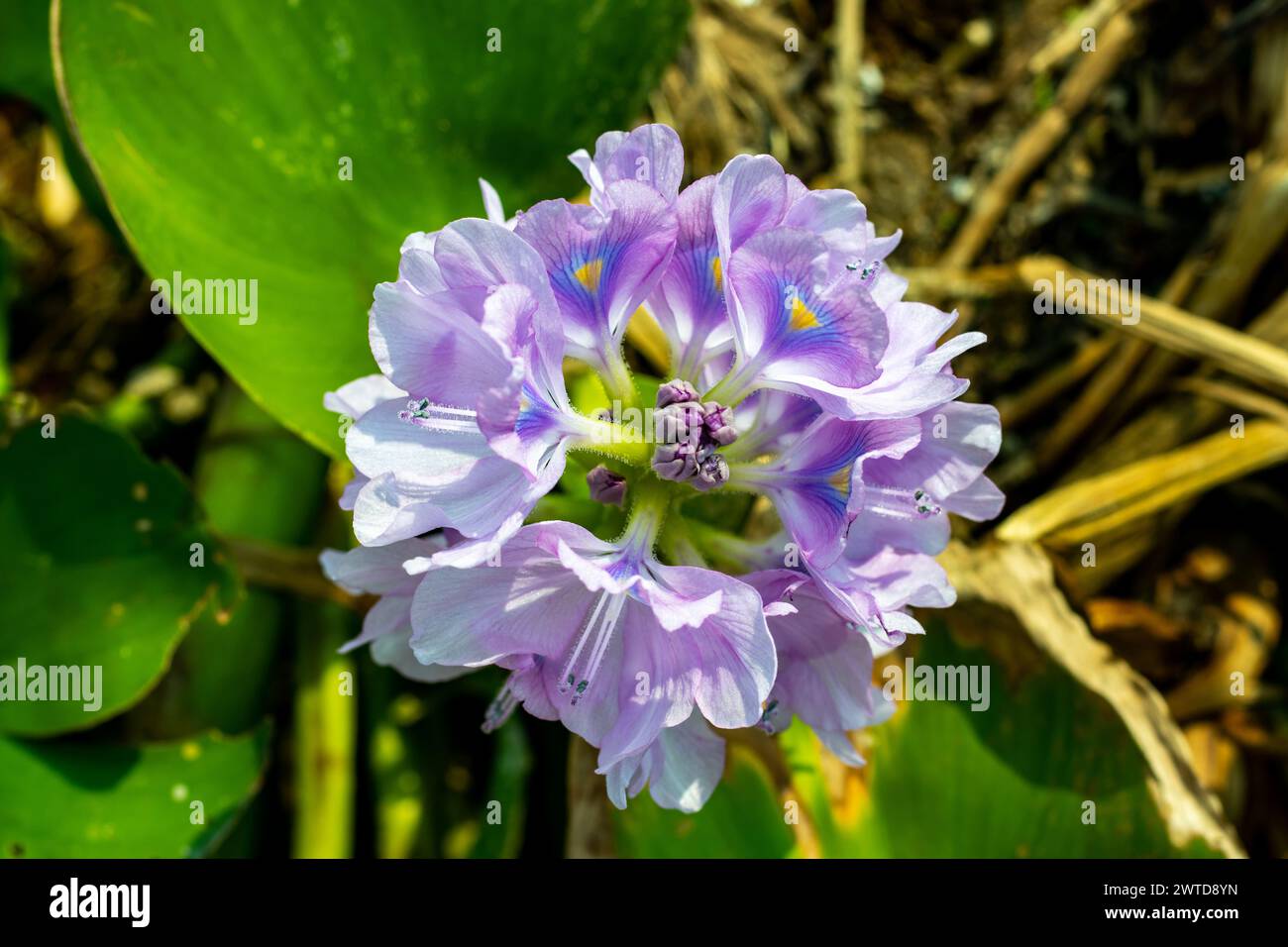 Das Wasser-Hyazinthen-Blatt ist eine schwimmende Wasserpflanze mit hellgrünen, wachsigen Blättern und attraktiven, violetten Blüten, die gelbe Streifen auf dem bann haben Stockfoto