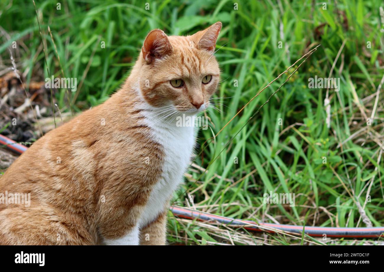 Nahaufnahme von süßer Ingwerkatze in einem Garten. Katzenfotografie im Freien. Grüner Grashintergrund. Stockfoto